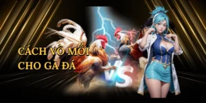 Cách vô mồi cho gà đá