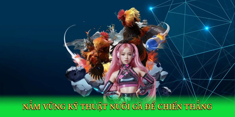 Nắm vững kỹ thuật nuôi gà để chiến thắng