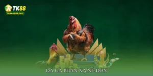 Đá gà phản xạ né đòn