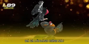 Đá gà lối đánh chính xác